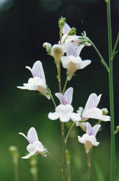 Linaria repens